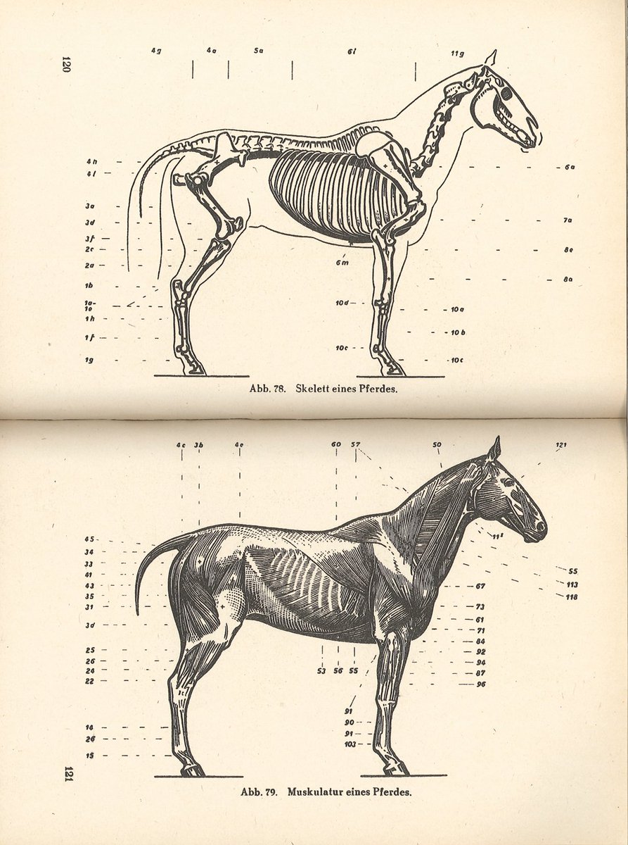 伊豆の美術解剖学者 タンク 芸術家のための動物解剖学 1939 その２ 鳥類を含む美術用動物解剖学書は稀 鳥類単独の美術 解剖学書は 私が調査した限りオーストラリアの研究者が執筆した本が１冊あって まだ見ていない 名前失念したのでまたの機会に