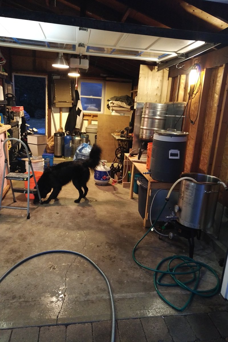 BrewCloud's tweet photo. RT @Brewery_Dogs: Good night to brew #earlyspring #homebrewing with the ever present Rosie https://t.co/fGrmcGmICr