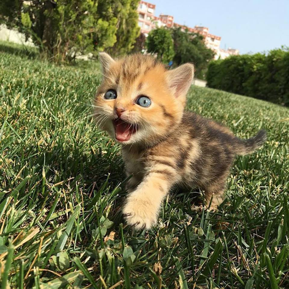 Cute Animal Pictures tweet media