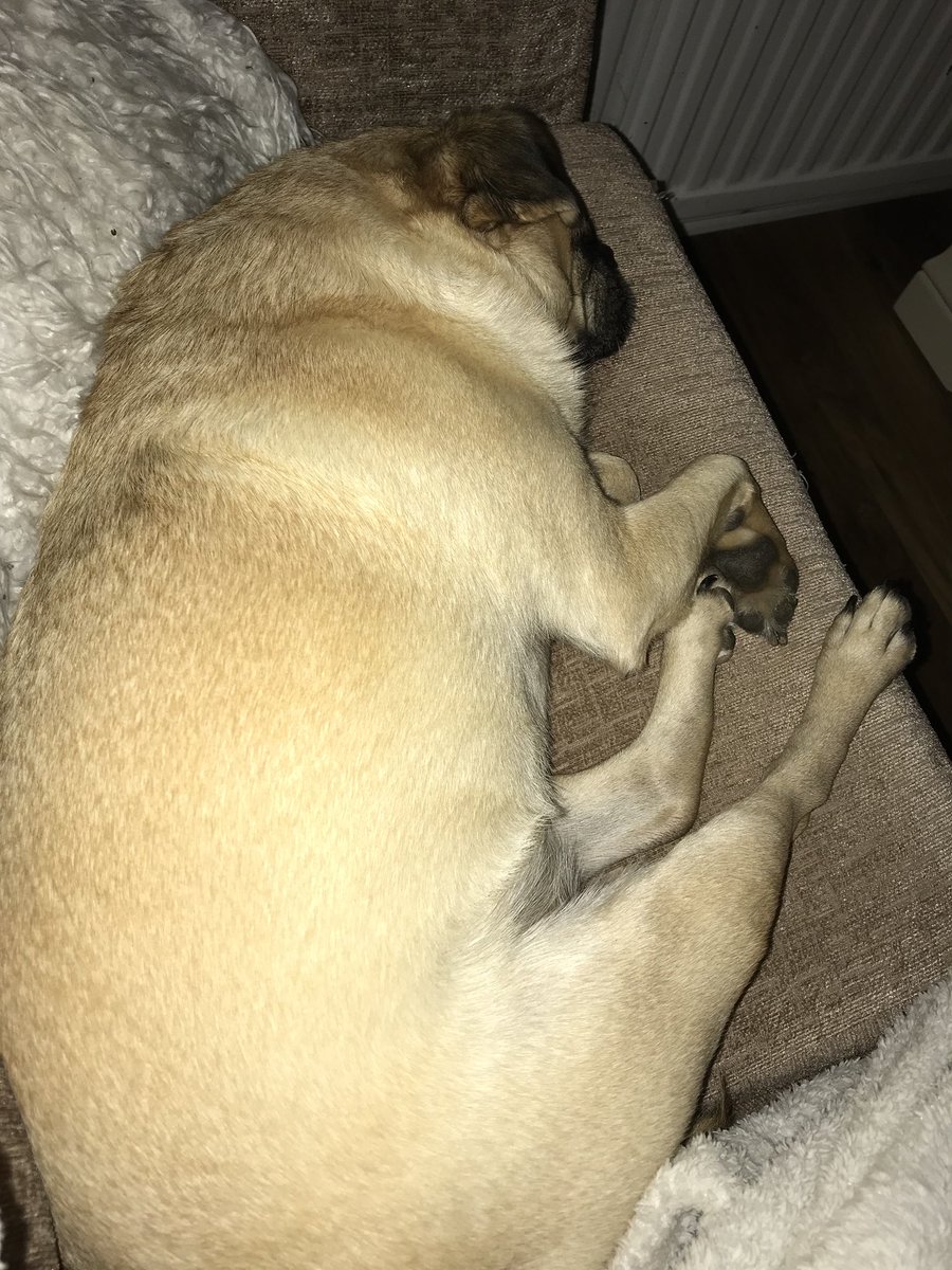 ohthatpooch's tweet photo. Sometimes humum says I have prawn legs........ #snoozyboy #pugpeace https://t.co/wJ1D0uIidW