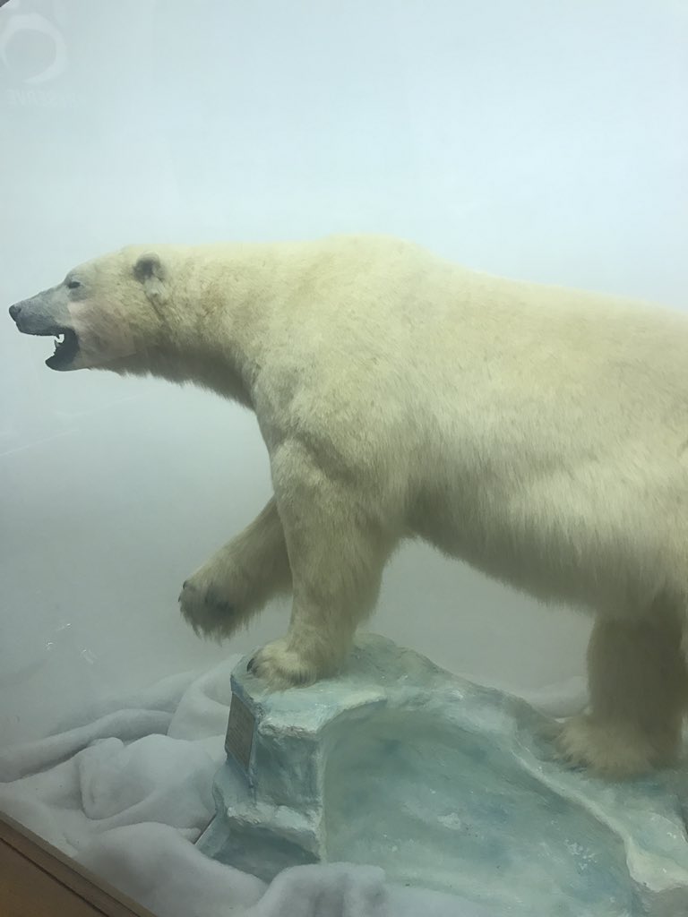 KGustinger's tweet photo. Even though the polar bear is most known for its "white" fur, its fur is actually colorless hollow tubes that hold in air to keep them warm. The polar bears skin is actually black which helps absorb heat from the sun. #lsucure #sec27 @mfaldy1 https://t.co/E8CgWLF8Y3