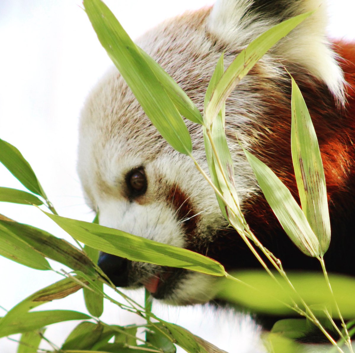 Beautiful red panda #photography #wildlifephotography