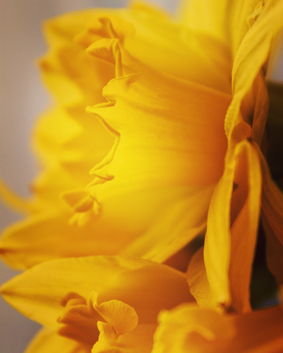 buttmonkey14's tweet image. #daffodils