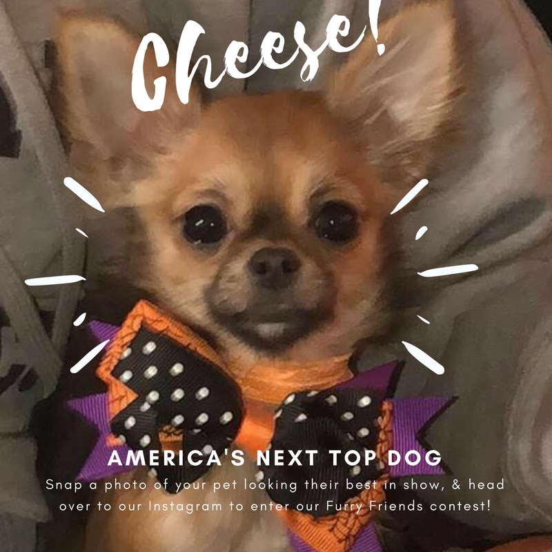 TheJunctionSM's tweet photo. The Furry Friends of February contest is in full swing.. Or should we say wag? Snap your photos of your pets looking their best in show &amp; submit to us via Instagram! 🐶🐾🐩 #liveatthejunction #txst #topdog #bestinshow #furryfriends #pawsomeprizes #functionatthejunction https://t.co/iRrBO7aKsf