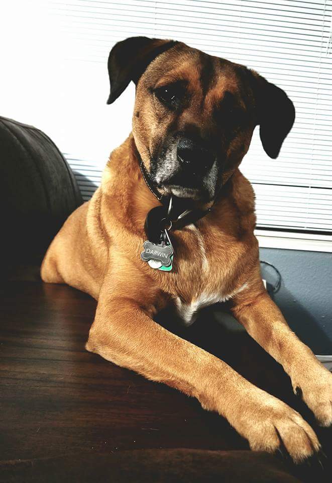 TUFF_STRIKE's tweet photo. Happy National Love Your Pet Day! The TUFF STRIKE sidekick - Darwin :) #poundpuppy #loveyourpetday #tuffstrike #sidekick #mixedpup #shelter #adoptdontshop #rescue https://t.co/2HHeWXTvsQ