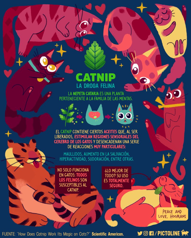 pictoline's tweet photo. Peace and love hoomans
¡Catnip para todos los gatos en su día! 🌿😻
#DíaInternacionalDelGato https://t.co/pqm6jP0FXA
