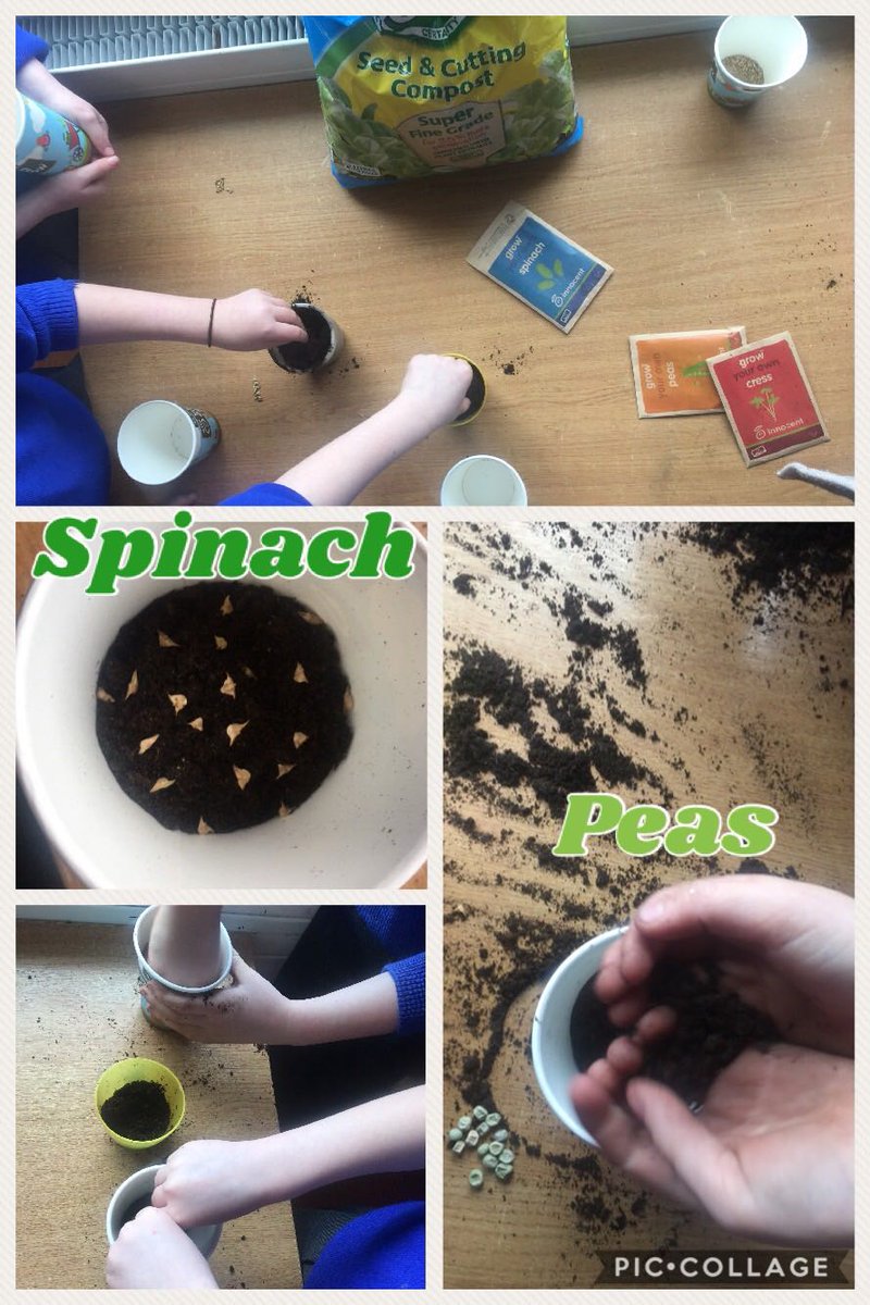 Ballycanew_NS's tweet photo. 1st Class have green fingers this week! We sowed some spinach, cress and peas. We can't wait to watch them grow and have a taste in a few weeks! Thank you #innocent for supplying all the materials #biggrow https://t.co/GQQCZig3jP