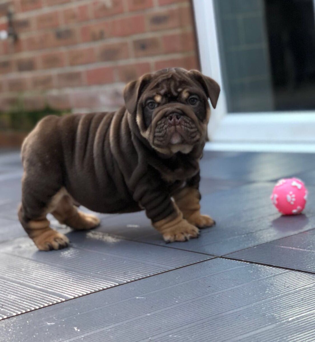 english bulldog chocolate tri