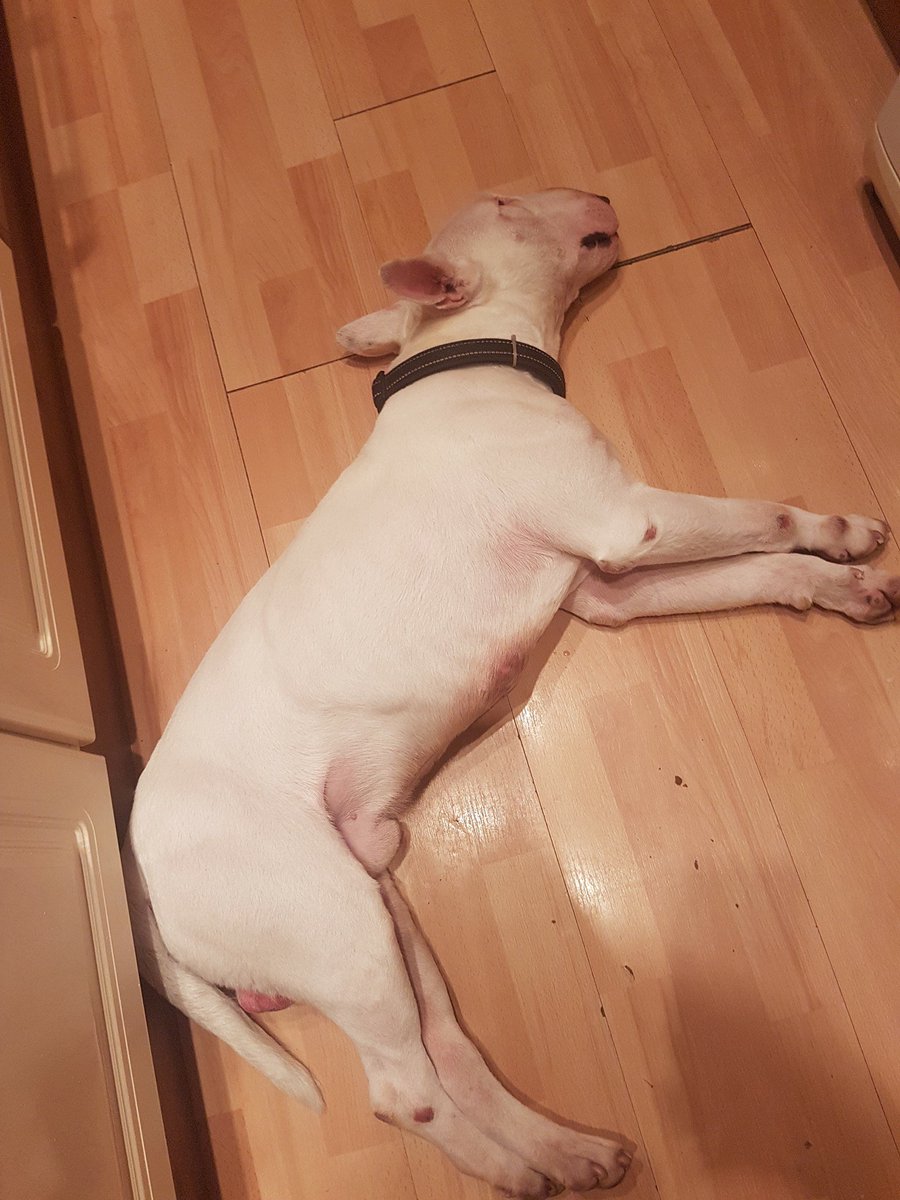 AdoptBull's tweet photo. Today we welcomed Chico into rescue. He's skinny with a few sores but will soon be feeling better https://t.co/IbsbSBAycK