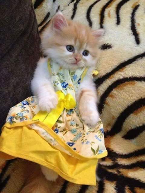 ياليل لاتسرق من عيوني النوم
كافي سهر ما عاد للعين قدرة
.
انا تعبت اسامرك ضيق وهموم
وان كان باقي هم خله لبكرة😭