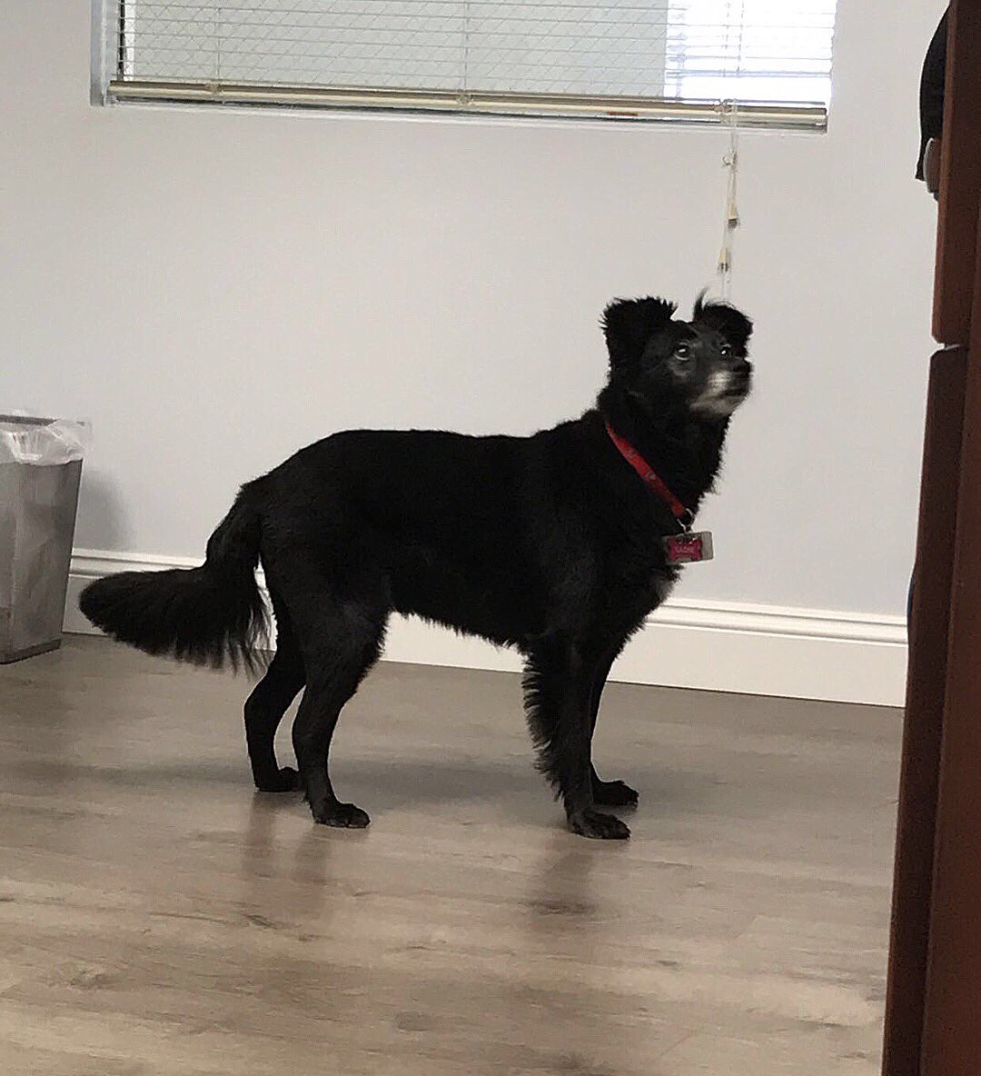 AdeptPR's tweet photo. Happy #NationalLoveYourPetDay to our two office pups, Luna and Sadie! πΆπΆ β€οΈ #Dogs #OfficeDogs #BorderCollie #AdeptPR #FortLauderdale #FL #Pets https://t.co/S3HIqWorhC