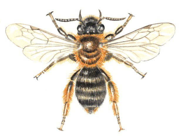 WildlifeMag's tweet image. Some people are beginning to spot bees! Have you seen any yet? 

Take a look at our guide to spring bees: ow.ly/TClq30irChR 
📷 Felicity Rose Cole