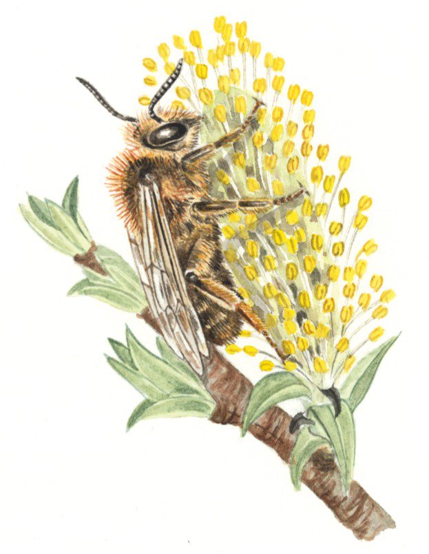 WildlifeMag's tweet image. Some people are beginning to spot bees! Have you seen any yet? 

Take a look at our guide to spring bees: ow.ly/TClq30irChR 
📷 Felicity Rose Cole