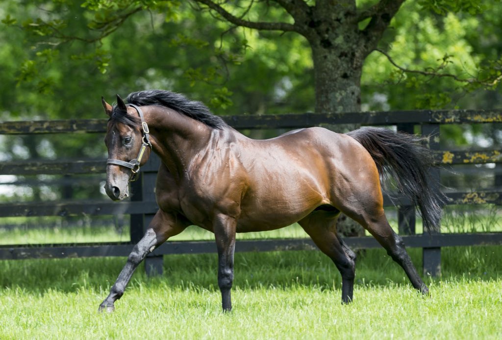 IrishNatStud's tweet photo. Irish National Stud homebred and son of Worthadd, Desert Wind wins for the 3rd time this year!!
ππ¨ for @edvaughan1 & owner Sheikh Juma Dalmook Al Maktoum, #ultraconsistent #tough #congrats https://t.co/x06Tsr5h4m