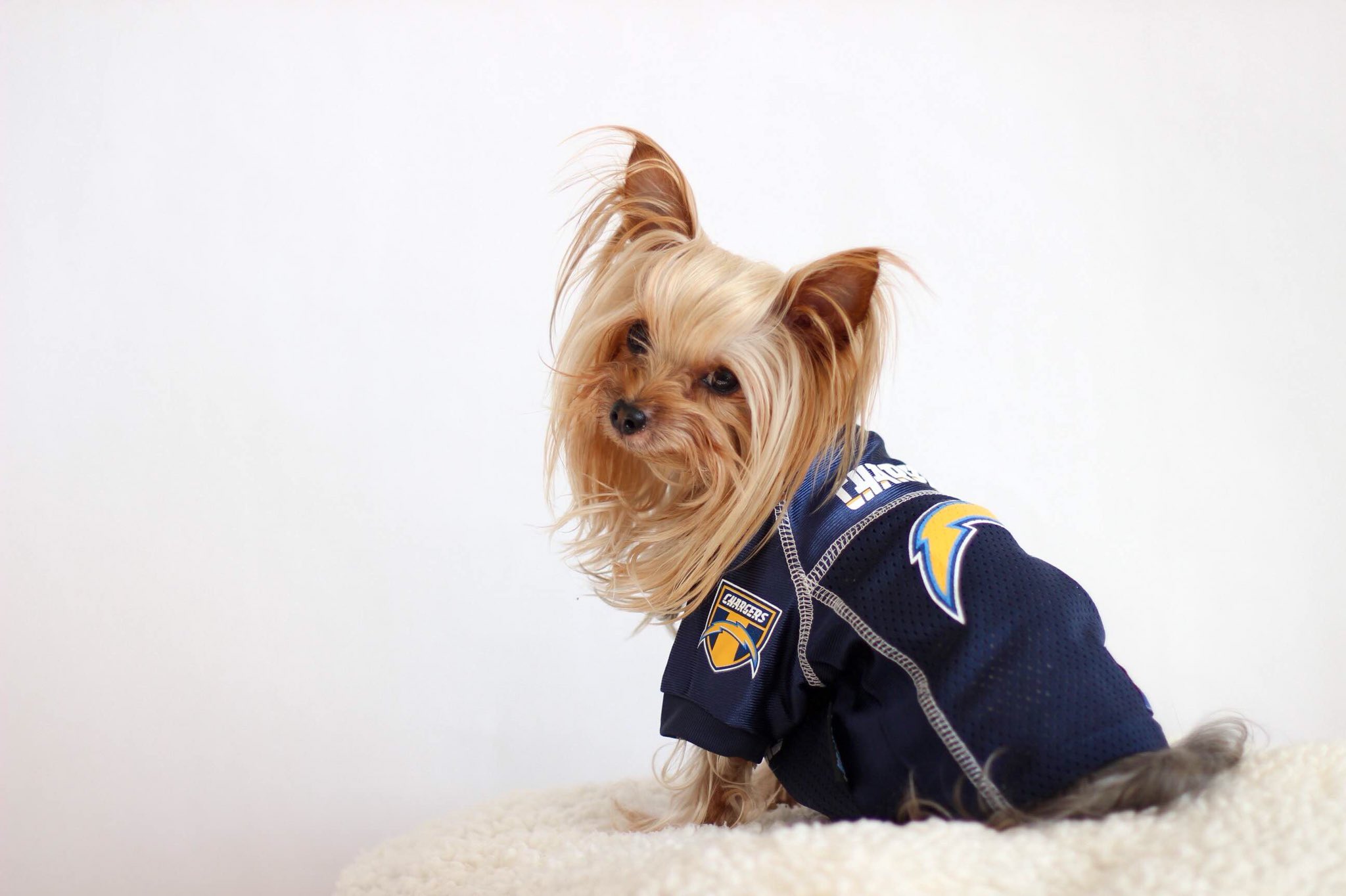 chargers dog jersey