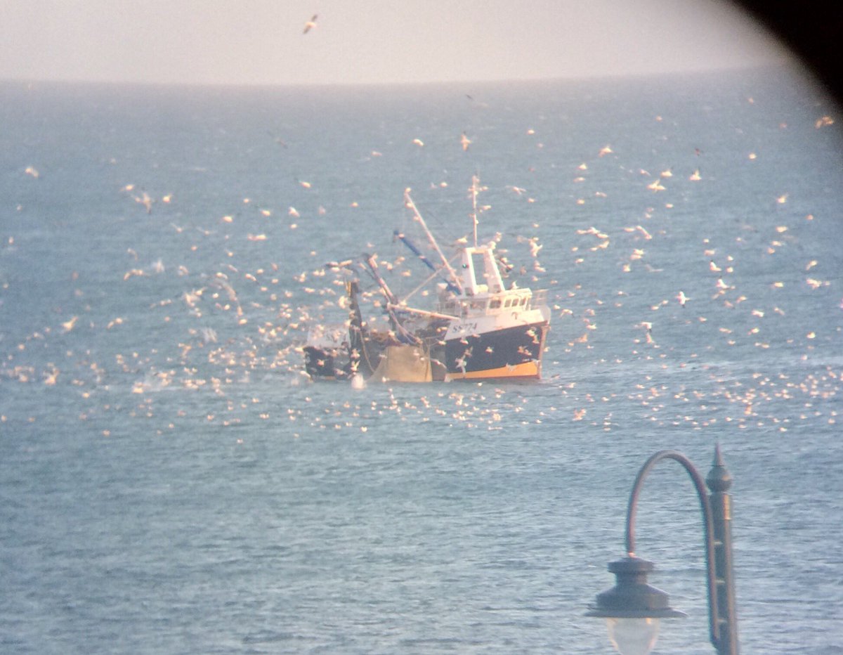 Trelawney Fish (@trelawneyfish) on Twitter photo The sardine boat Pelagic Marksman bringing up a catch near <a href="/JubileePoolPZ/">Jubilee Pool Pz</a> earlier this evening. It’s an apt name as it was joined by lots of other pelagic marksmen... a plunging of gannets (true collective noun!) - never seen so many diving all at once. Glorious. #eatmorefish The sardine boat Pelagic Marksman bringing up a catch near <a href="/JubileePoolPZ/">Jubilee Pool Pz</a> earlier this evening. It’s an apt name as it was joined by lots of other pelagic marksmen... a plunging of gannets (true collective noun!) - never seen so many diving all at once. Glorious. #eatmorefish