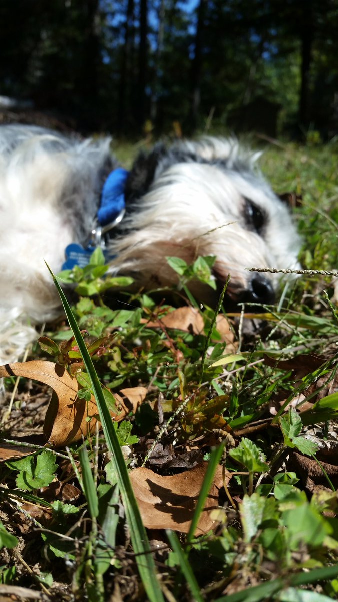 ListentoGuide's tweet image. Terrence always has much to teach about mindfulness (when he isn't napping). Happy #LoveYourPetDay !