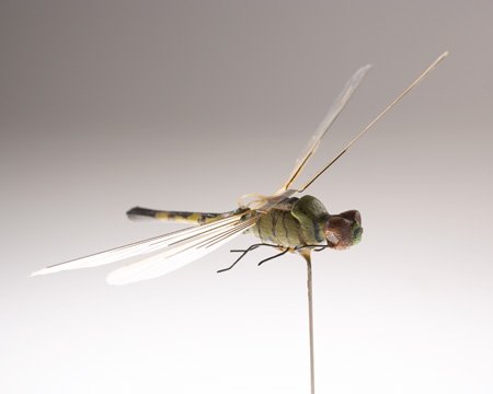 CIA's tweet image. CIA #Museum Artifact of the Week: Insectothopter

It’s a dragonfly! It’s a listening device! It’s Insectothopter!

Developed in the 1970s, our micro unmanned aerial vehicle (UAV) was the 1st flight of an insect-sized vehicle.
1.usa.gov/1vPtBKG
#engineersweek
