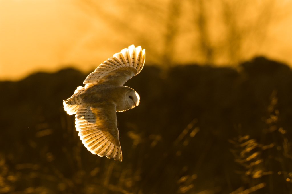 hjflowers's tweet photo. @yorkshire_dales a beautiful Barn Owl captured in the dales by our delivery driver Andy https://t.co/aG0Mwy2eTX
