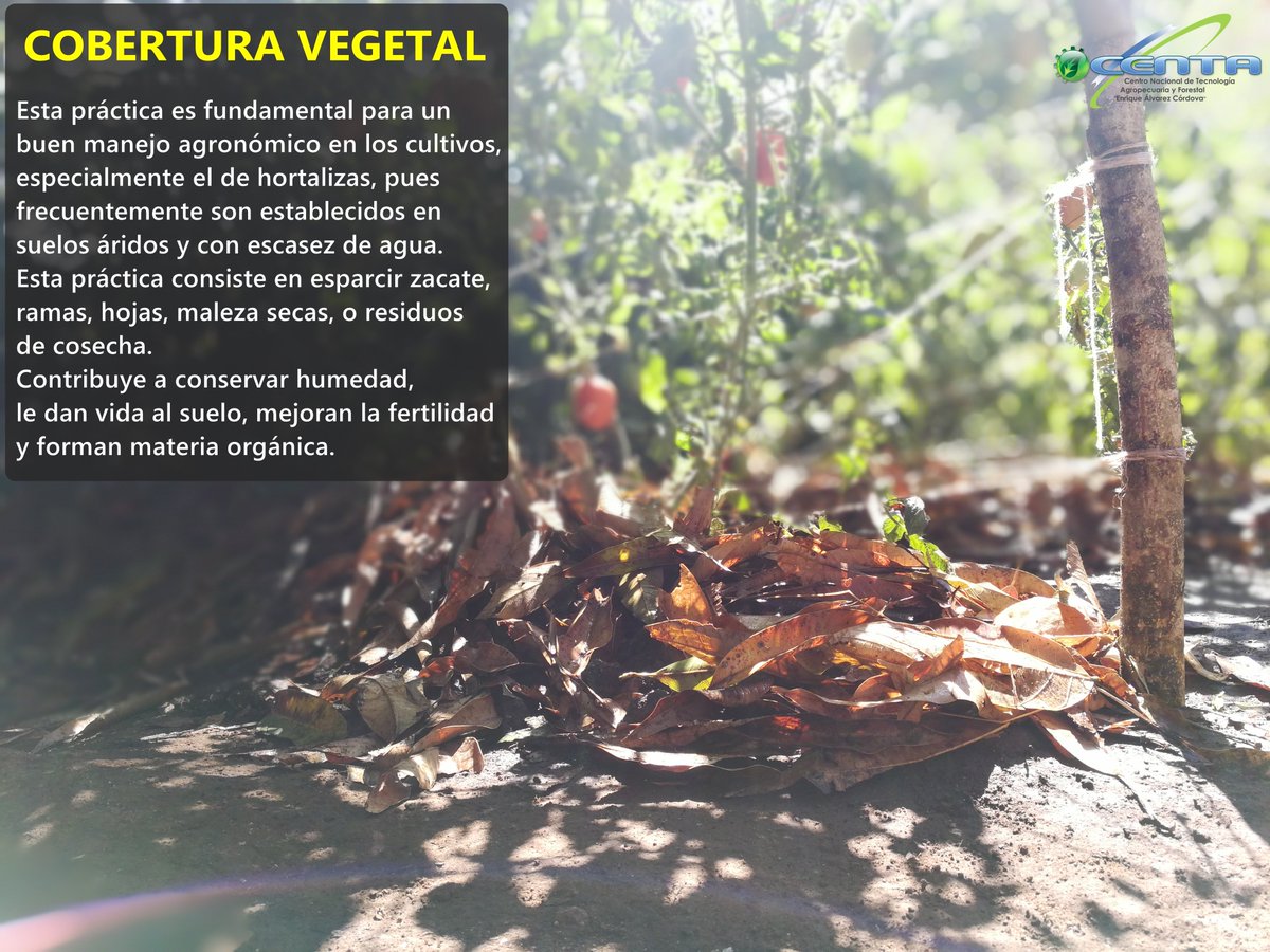 CENTAELSALVADOR's tweet image. #GotaTécnicaDelCENTA #CoberturaVegetal #CENTARecomienda Es vital que para el cultivo de hortalizas, principalmente, se incorporen coberturas vegetales en los suelos #GobSV @magelsalvador @FAOElSalvador @iica_sv @OIRSAoficial @TVESsv