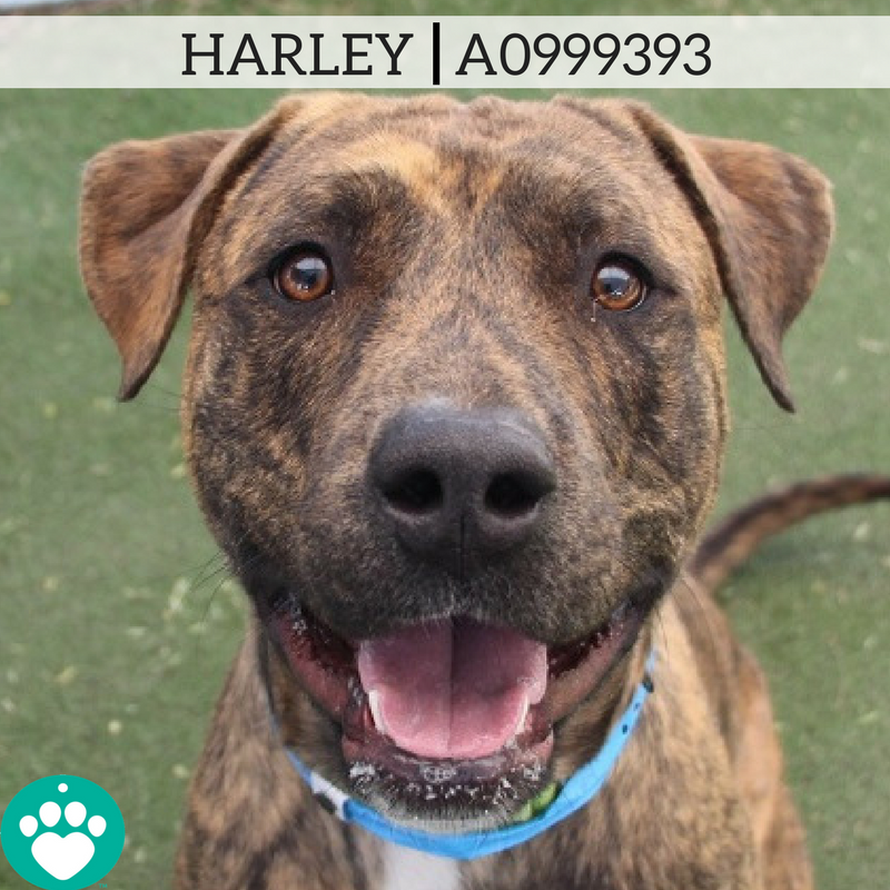 The Animal Foundation tweet media