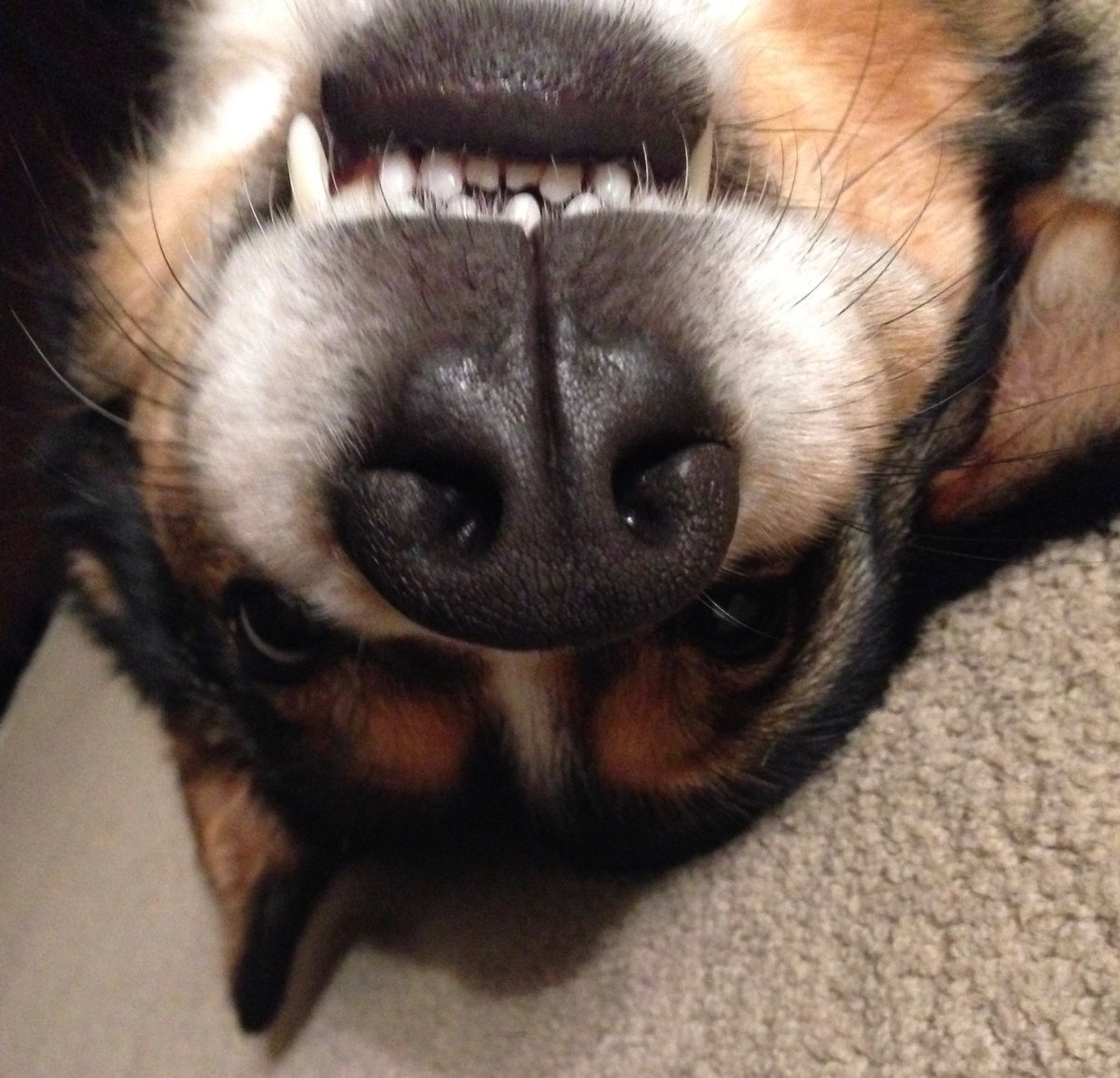 StowSmiles's tweet photo. It’s #LoveYourPetDay! Here’s our favorite furry family member! https://t.co/6JIggDIqmw
