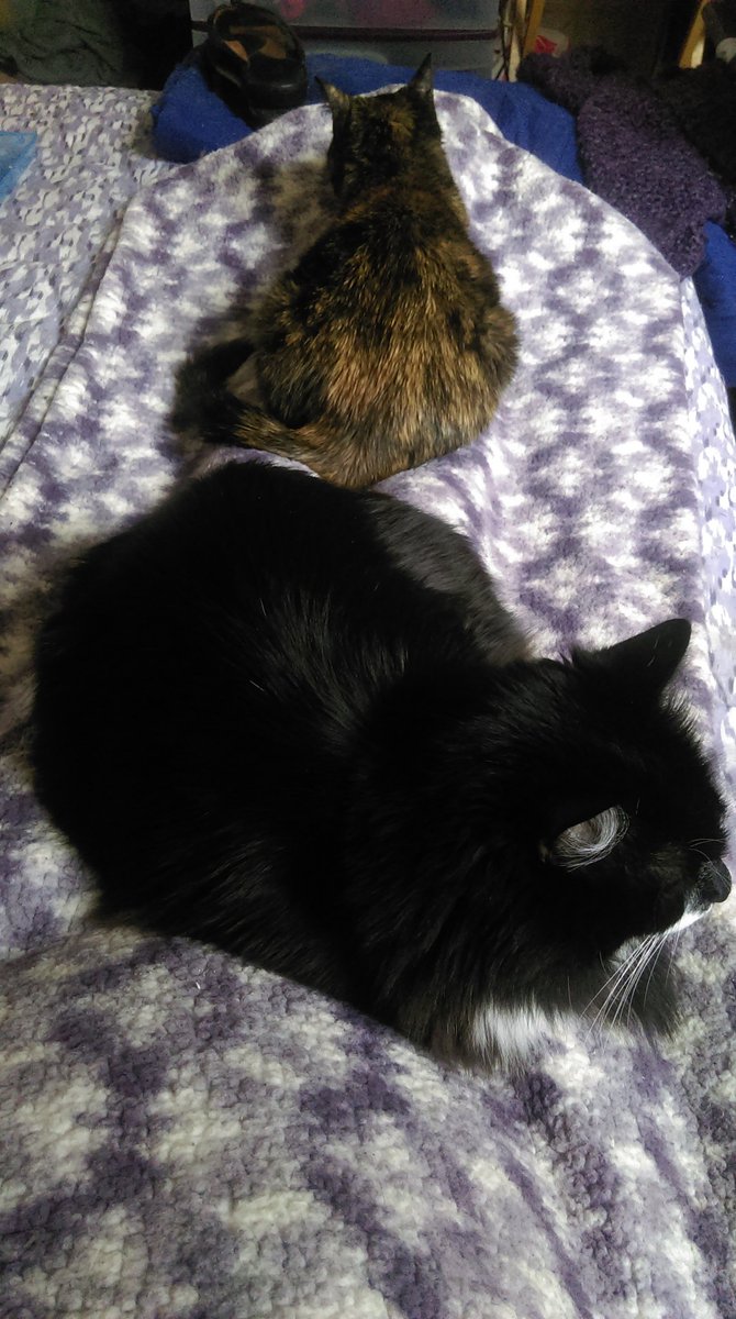 coffeesister's tweet photo. #LoveYourPetDay

“We adopt #pets for a very good reason:

They bring so much #joy and #optimism and #happiness.

They attack every moment of every day with that attitude.”

—Bruce Cameron #pet #quote

#RealHappinessIs #animals.

#AdoptDontShop #cat #cats
#CatsOfTwitter #catlovers https://t.co/o5tYqk5cln