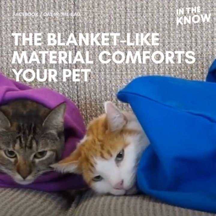 AlaskaVoiceover's tweet image. You can take your kitty anywhere with this bag. via In The Know #cute #cat #funny facebook.com/Distractify/vi…