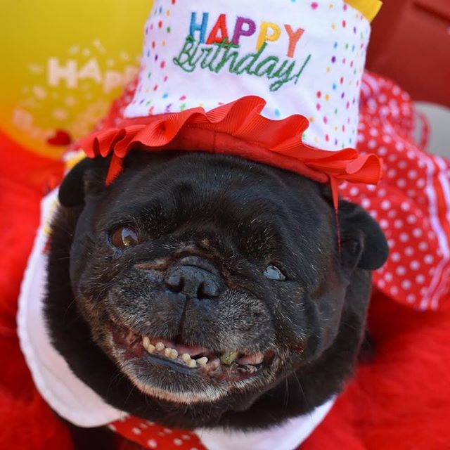 nursenebbie's tweet photo. #blindinoneeye👁 #seniorpugsrule #nebbiethepug #saltandpepperpug #itsyourgotchaday #smushyfacearmy #rescuepugsofinstagram #nebbie🐽 https://t.co/i2JvRUm6Lj