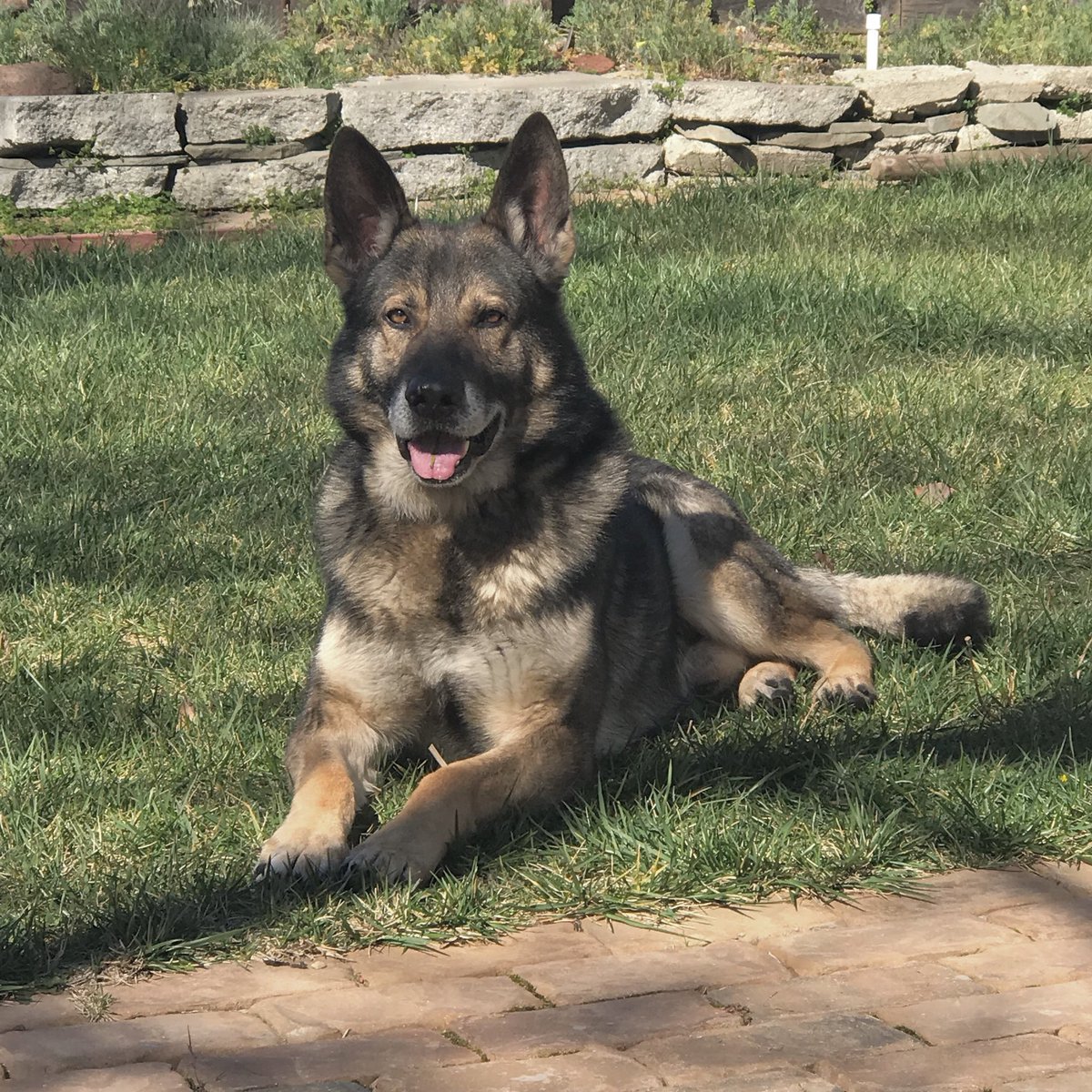 Just Chillin’ <a href="/K9Faro/">SR Police K9 Faro</a> Off Duty🐾🐾🚓🚨#PoliceK9 #K9 #PoliceK9unit #SanRafaelPolice #SanRafaelPoliceK9Unit <a href="/SanRafaelPolice/">San Rafael Police Department</a>