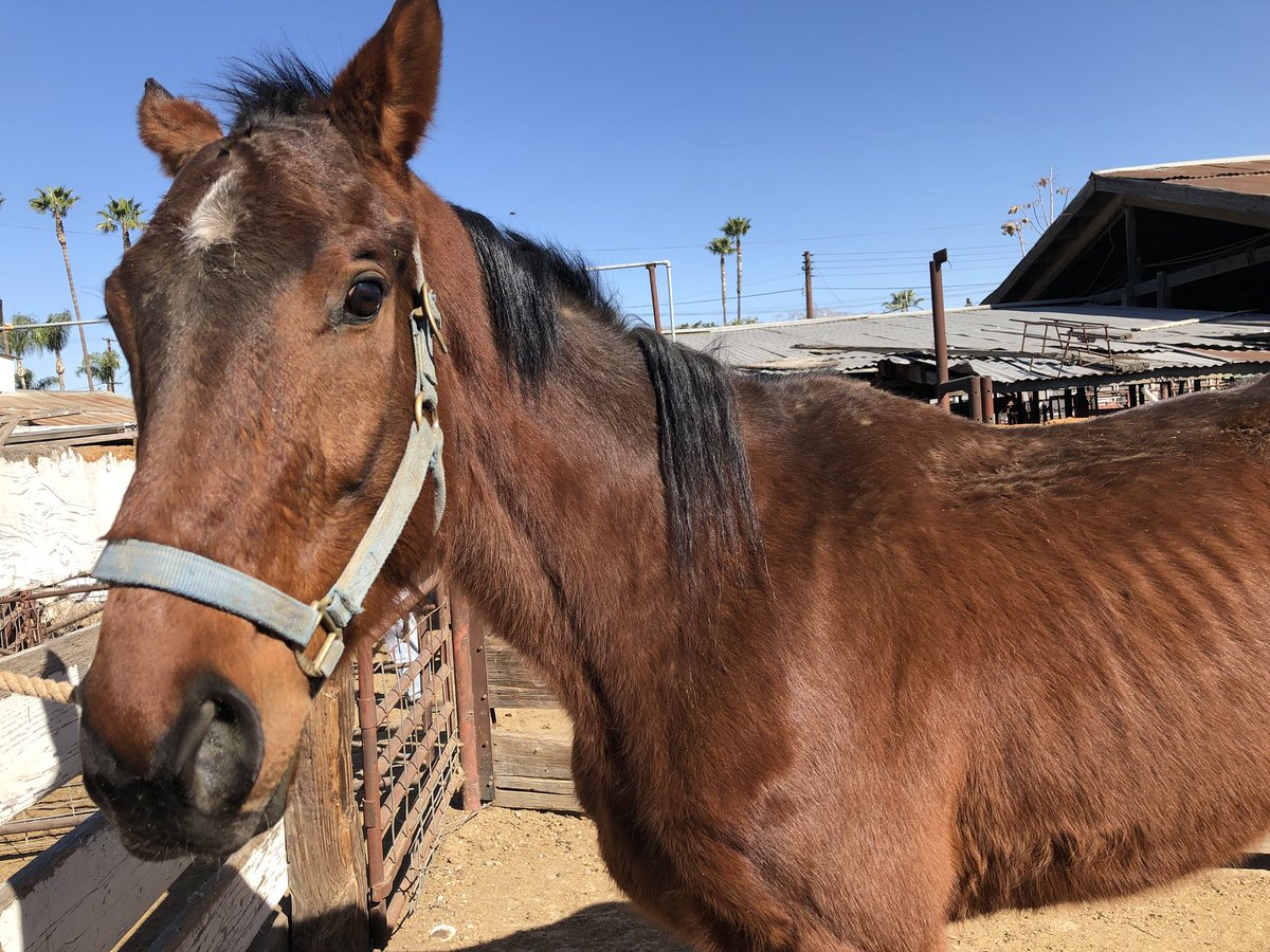 SKINNY OTTB has 2nd chance to be saved! Voldemort is willing to sell to us without markup. $950 gets him on the trailer home! Full post on FB. PP: rescue@HiCaliber.org or Venmo @HCHR17