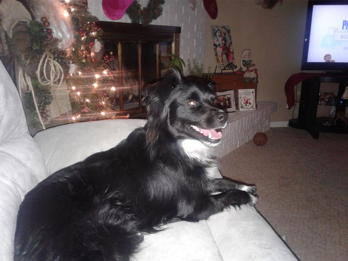 Snugle's tweet photo. Patch!!!   #LoveYourPetDay https://t.co/5J9i8sDDin