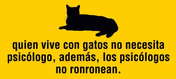 #DiaInternacionalDelGato