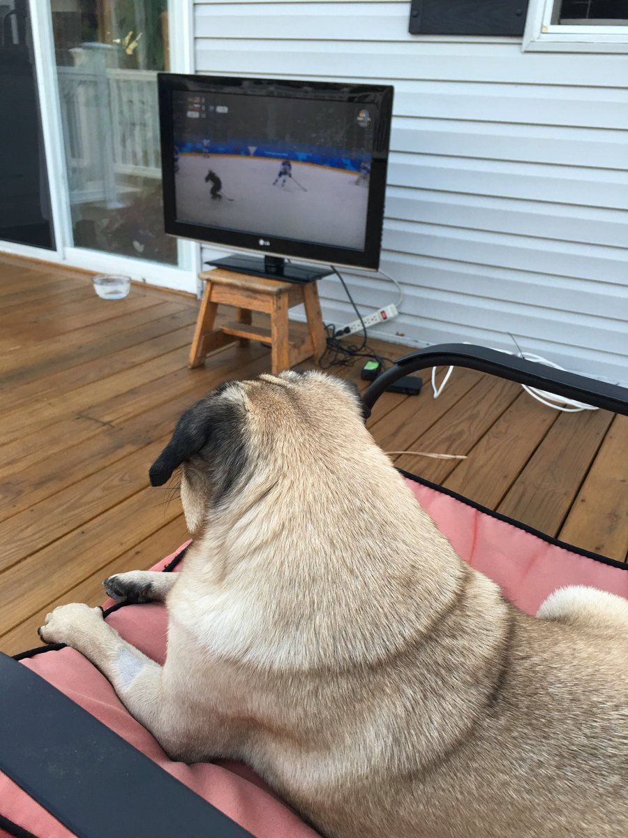 Just a Pug watching some Olympic hockey outdoor style. #70degreesinFebruary #outdoorgame #puglife #pugsrule #feelslikesummer