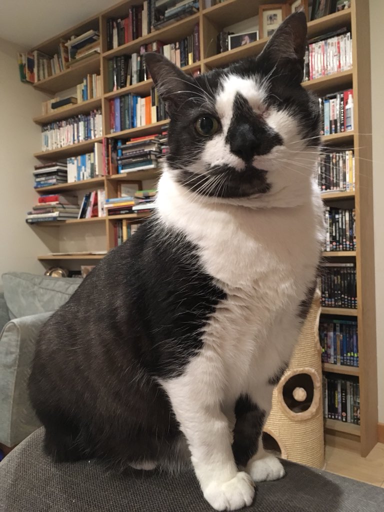 #LoveYourPetDay This one-eyed soldier. Loves ear &amp; chin scratches, chicken off mummy’s plate &amp; cuddles in bed. Not spoiled at all.