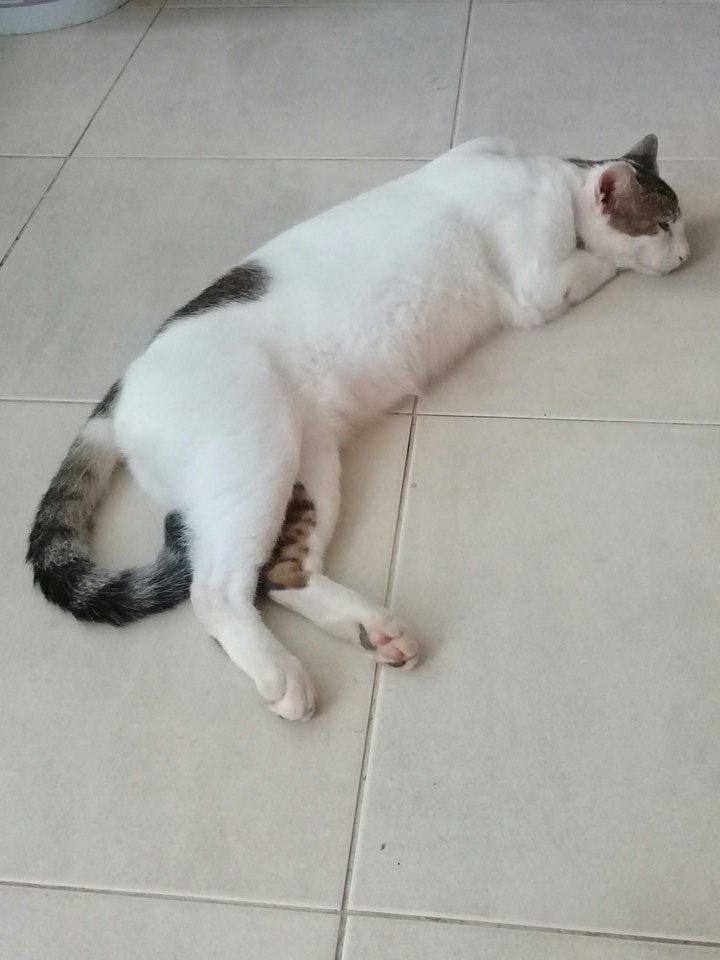 itzelita0204's tweet image. #DiaInternacionalDelGato 
#Labai 🐱