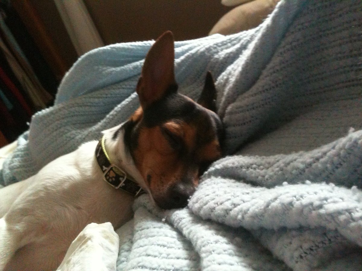1CindySays's tweet photo. This furry boy. #LoveYourPetDay https://t.co/JhBXxYHAJ0