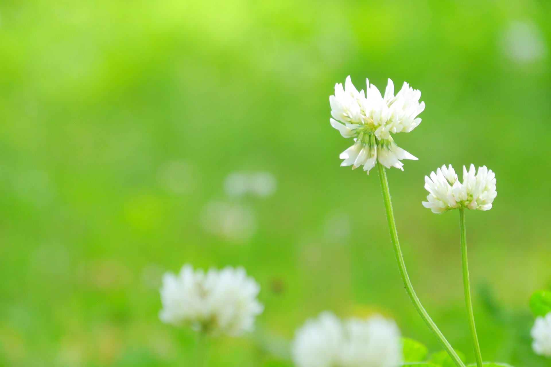 トコハナロジー シロツメクサ クローバー 春を代表する草花 子供の頃に白い花で花冠を作ったり 四つ葉を探した思い出を持つ人が多いと思います 花言葉 約束 私を思って 復讐 幸福 私のものになっ