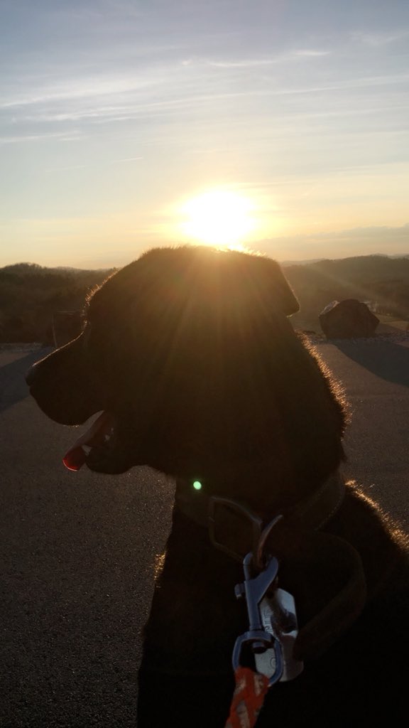 KirbysLostSock's tweet image. I do believe I got the best picture of Gibbs today. Took him up to the dam for some evening exercise ❤️ #DogsofTwitter #LabChowMix #MuttsofTwitter