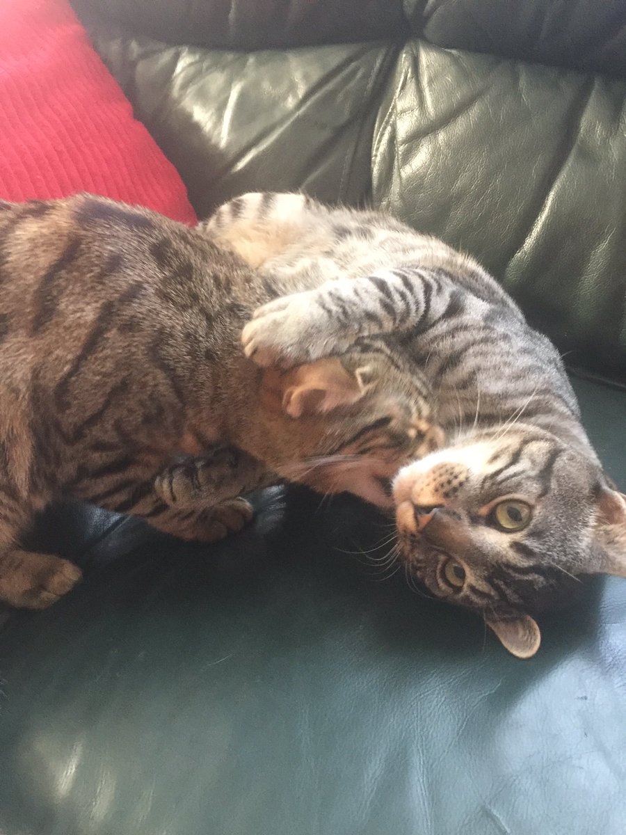 RiccoAndRickon's tweet photo. Can you get that itch for me 🐾😺💕#riccoandrickon #CuteCats #CatsOfTwitter #bengalcats #BrotherlyLove #thatitch #catsarecute #cuteness #kitten #catlovers #cats #cute https://t.co/9VZEHMgW7b
