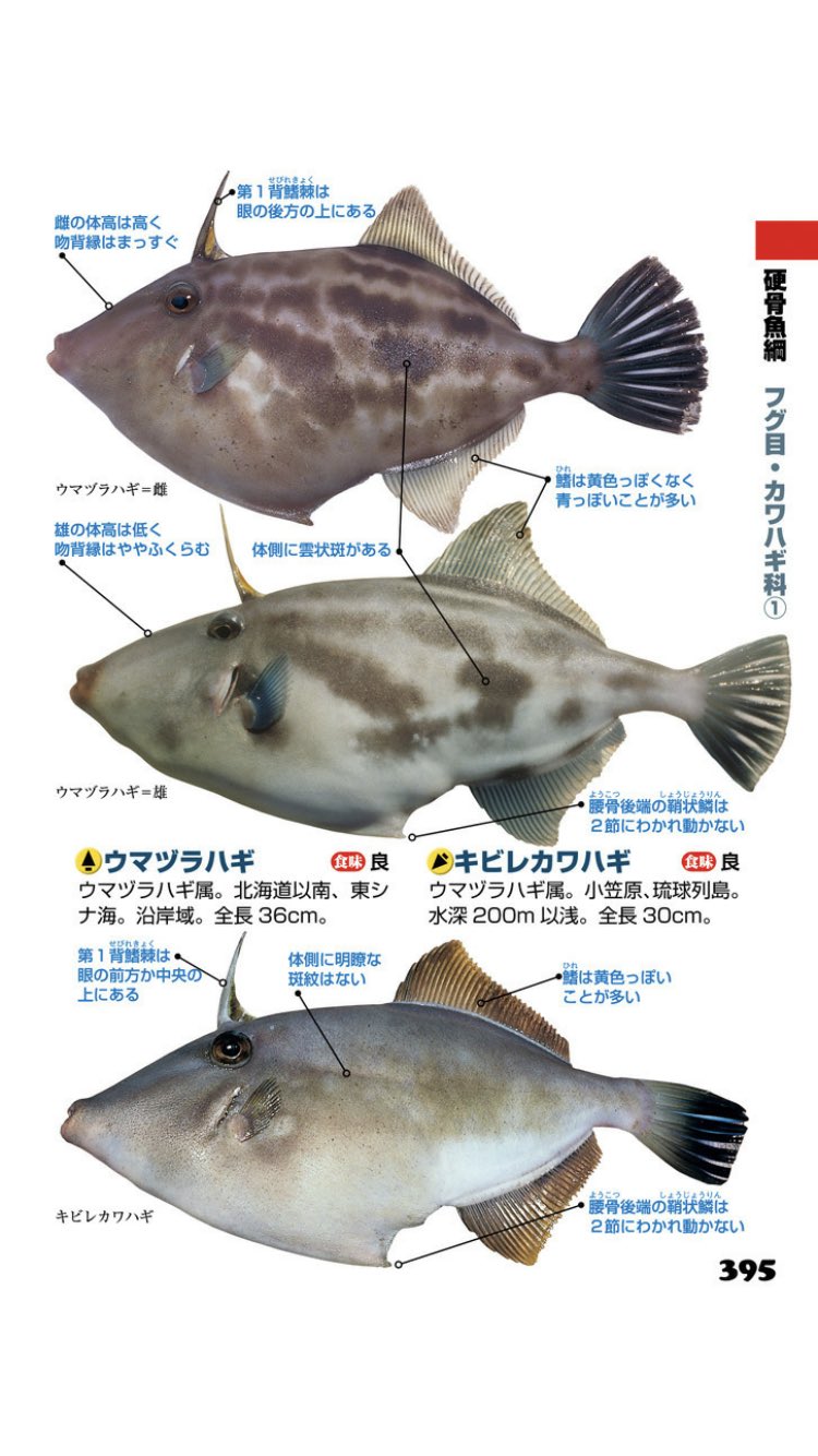 Funa V Twitter ウマヅラハギに近いと思うのでこの中のどれかかなぁ Funa V Twitter ウマヅラハギに近いと思うのでこの中のどれかかなぁ