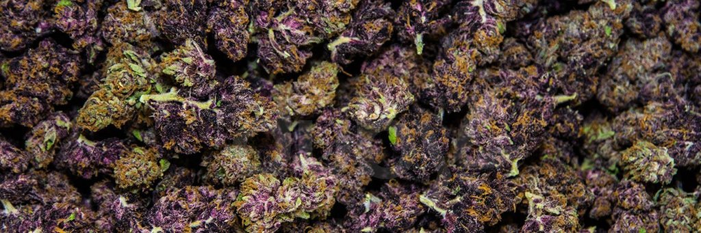 BudHutLA's tweet photo. Unleash your inner connoisseur with Versace OG. Your life is already extra, so why shouldn't your buds be extra too?! 💎
#BudHutLA #VersaceOG #Strainhunters #MMJ #Dispensary #CannabisCommunity #HighLife #HighTimes #WorldReefers #KushNation #CannabisConnoisseurs #Maryjane #Ca… https://t.co/TwOgvLxpIl