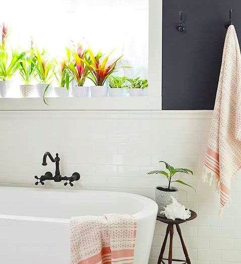 LoringPark's tweet photo. The high humidity of your bathroom is the perfect environment for tropical plants to thrive in! https://t.co/HwfZYblKdM https://t.co/XJiPv5jE1U