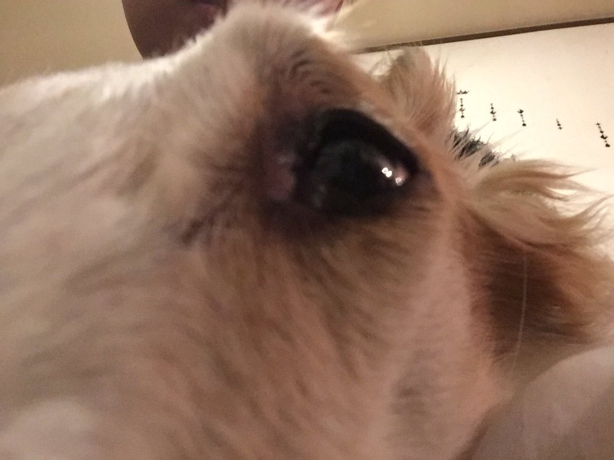 0211Mayno's tweet photo. ふんふん…

ん…？

ふん…   

(グワッ)  ブチギレwwww

#愛犬 #Borzoi #犬 #ボルゾイ #dog #犬バカ #かわいい #rt #癒し #拡散 #ファボ #大型犬 #可愛い #犬OK #大型犬のいる生活 #犬バカ日誌 #犬好きな人と繋がりたい #RussianWolfhound #赤ちゃん #かわいいと思ったらRT #天使 #愛犬家 #動物愛護 https://t.co/RhHHH6FB5V