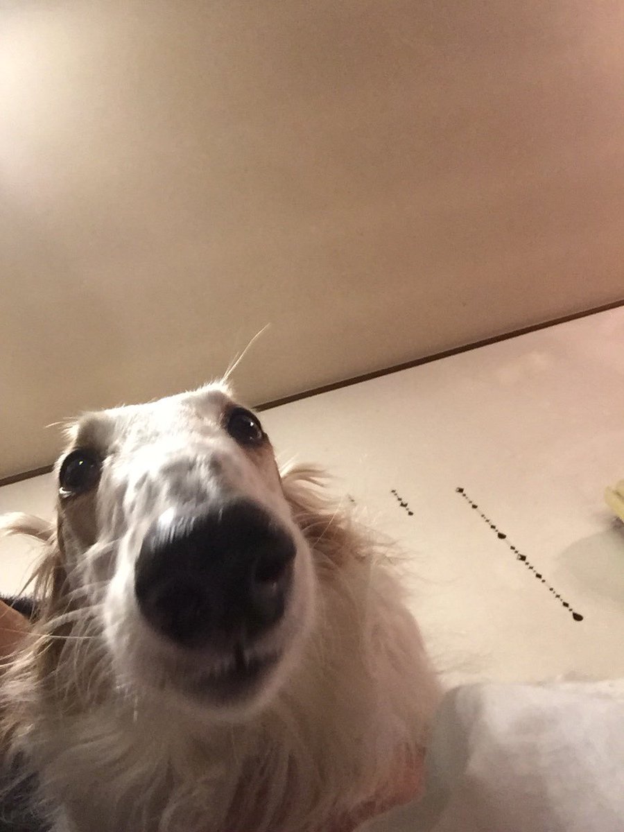 0211Mayno's tweet photo. ふんふん…

ん…？

ふん…   

(グワッ)  ブチギレwwww

#愛犬 #Borzoi #犬 #ボルゾイ #dog #犬バカ #かわいい #rt #癒し #拡散 #ファボ #大型犬 #可愛い #犬OK #大型犬のいる生活 #犬バカ日誌 #犬好きな人と繋がりたい #RussianWolfhound #赤ちゃん #かわいいと思ったらRT #天使 #愛犬家 #動物愛護 https://t.co/RhHHH6FB5V