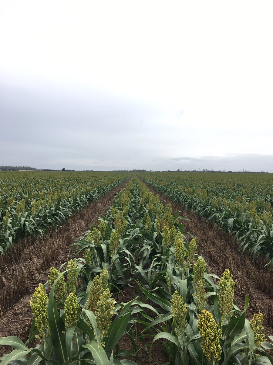 70mm 3 weeks ago then a 5 day heat wave then 60mm last 2 days G33 coming home strong <a href="/pioneerseedsau/">Pioneer Seeds - Australia</a>