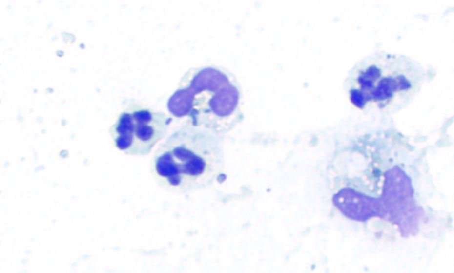 Lacunadiag's tweet image. This 7 month old German Shepherd #dog presented for #pleural #effusion causing difficulty breathing. What&apos;s going on here? The time to diagnosis in this case was 32 minutes! Another great example of @Lacunadiag helping treatment start faster in an emergency! #TreatWithConfidence
