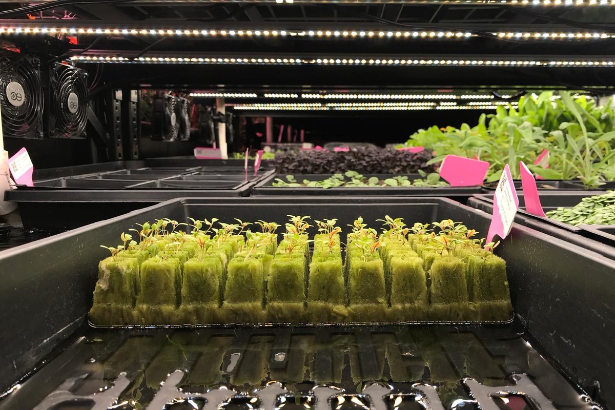TriBeCa’s #Hydroponic Wonderland of Herbs and Spices coolhunting.com/food-drink/tri… by <a href="/DaveyBarrett/">David Barrett Graver</a>  #verticalfarming
