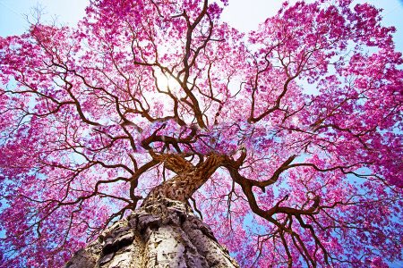 I know we’ve been gone for a while, but we’re back for good! In honor of it being a beautiful day here is a picture of a beautiful blossoming tree!!!!