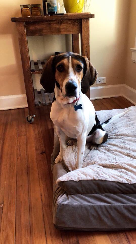 HopeAnimalsNC's tweet photo. Some glamour shots of HAR adoptable Henry, who alternates between spastic wiggles and spontaneous naps, but still manages to be unbelievably photogenic. 😍 Apply for him online at https://t.co/Bn59YDLFk8! #HopeAnimalRescue #AdoptDontShop https://t.co/5CU5EzP5hw
